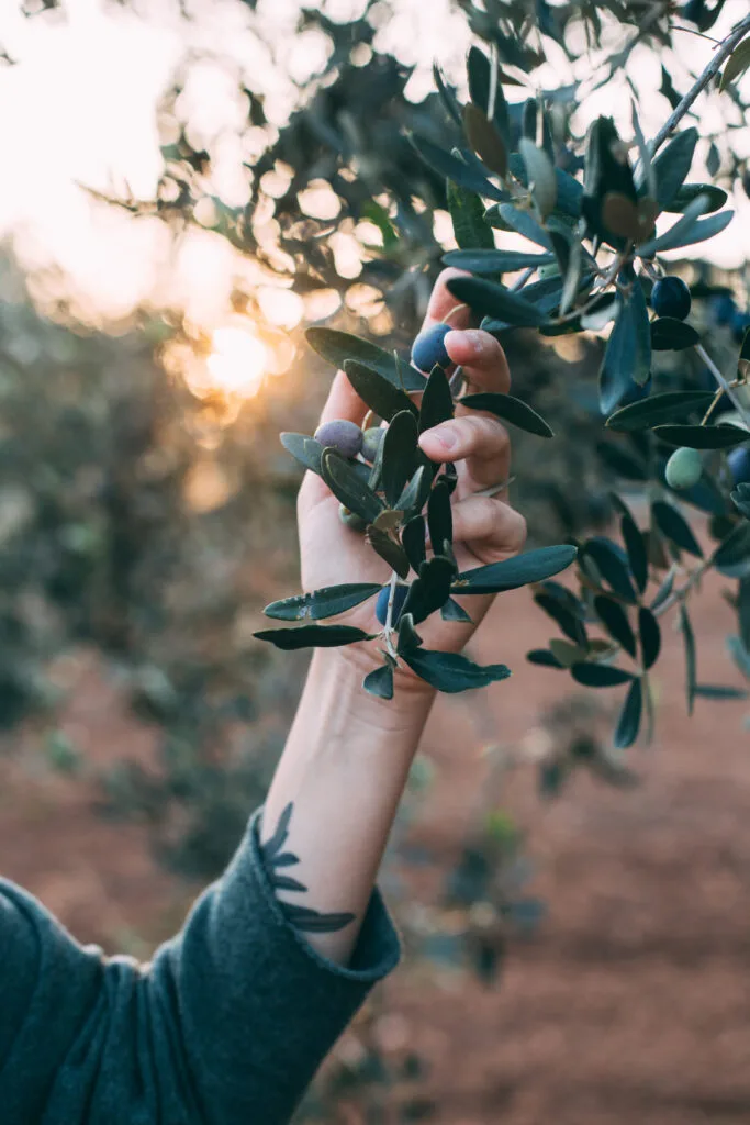 Woman hold olive tree branch in sunset